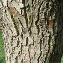 Hovenia dulcis ecorce
